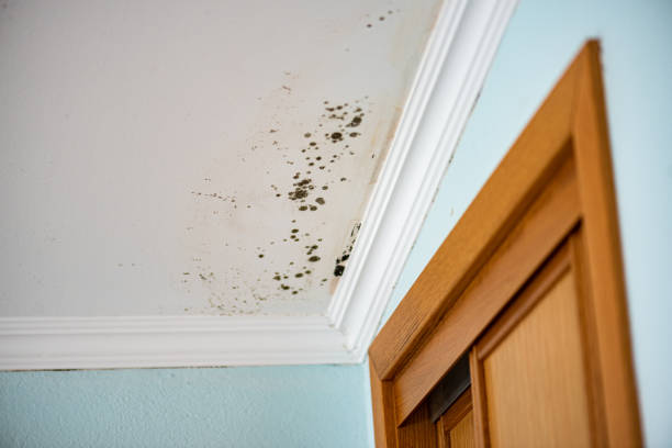 Best Crawl Space Mold Removal  in Buckner, KY