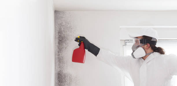 Office Mold Removal Services in Buckner, KY